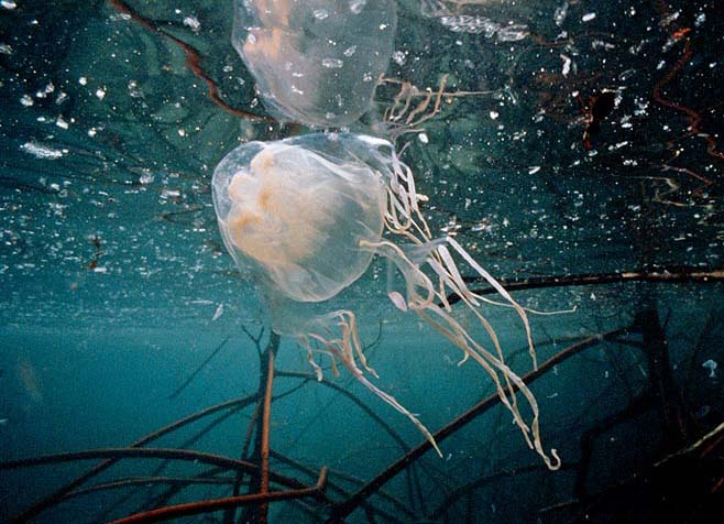 Медуза-коробочка или морская оса