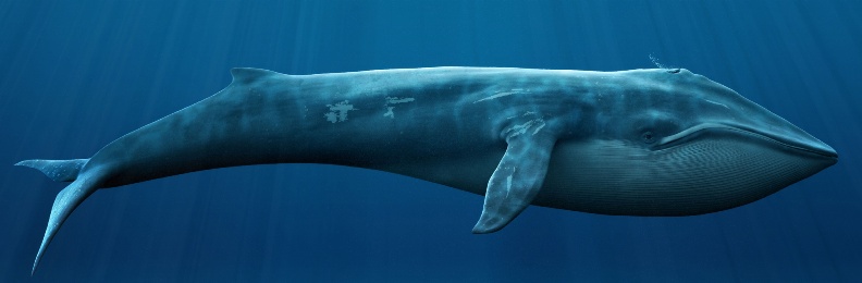 Монета «Синий кит»